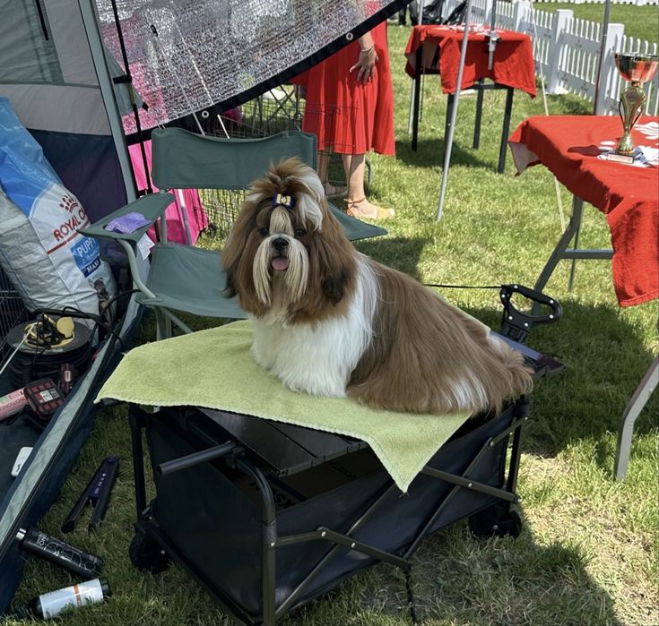 Shih Tzu Mini Toy Rasa Pura cu Pedigree