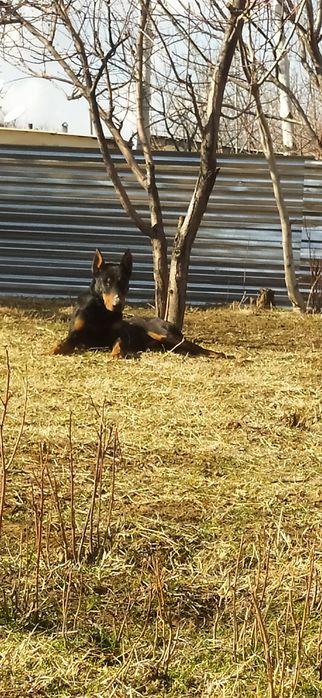 Doberman zotli it sotiladi