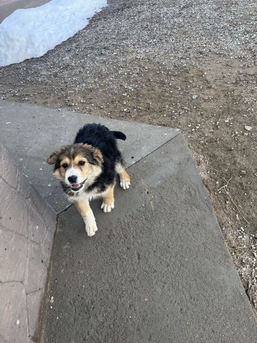 Отдам шенка в хорошый руки