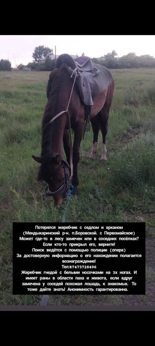 Пропал жеребчик,  полторашечка