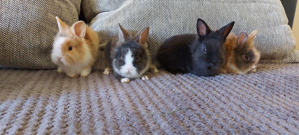 Vând iepuri cap de leu