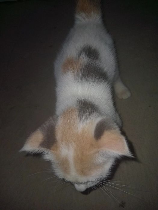 Parodyali mushuk bolachasi