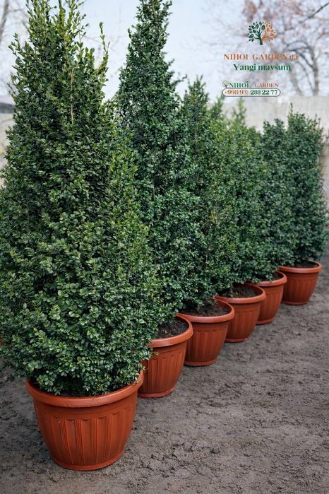 Буксус 10йилликлари сотувда