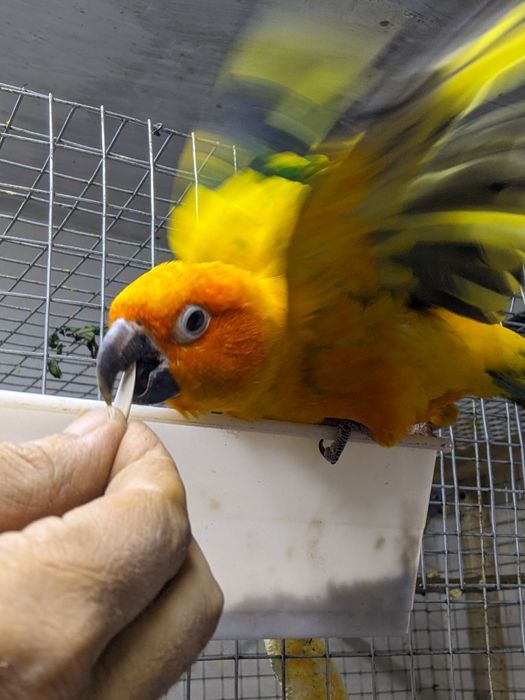 Попугай аратинга