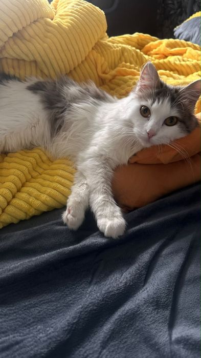 Котенок ищет новый дом