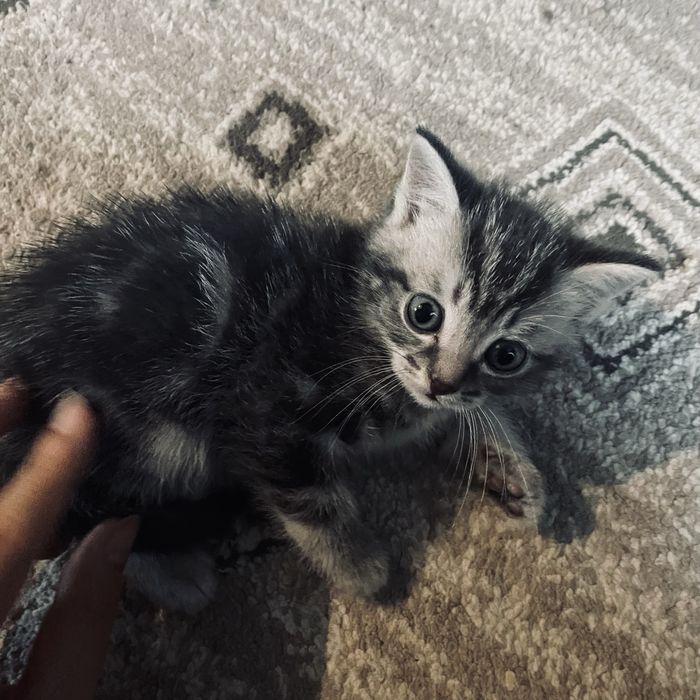 котята беспоатно!