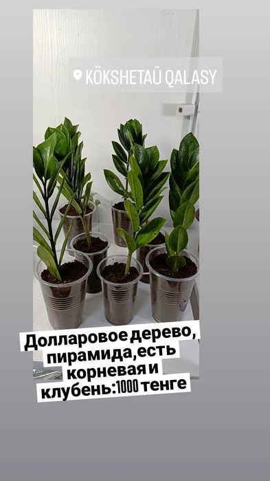 Долларовое дерево:1000 тенге