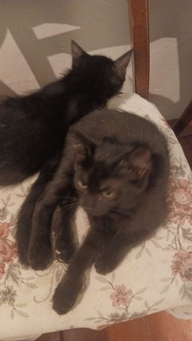 отдам котят в хорошие руки