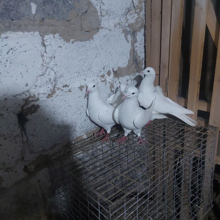 Бели Иранцы 3 пара гатовый