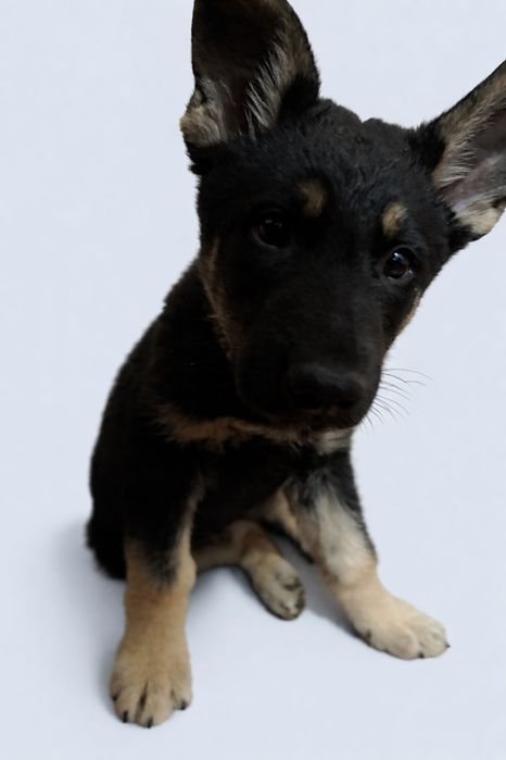 Продам щенков ВЕО с родословной