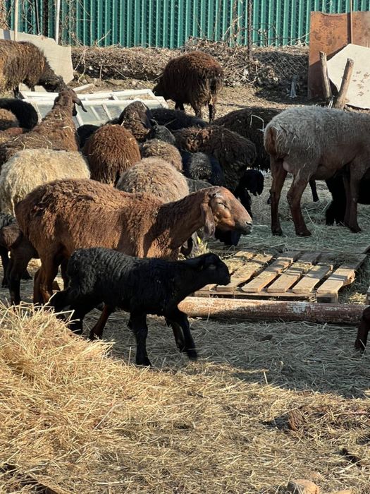 Бараны ягнята матки кошкар