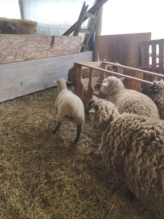 Oi mioare cu miei (toate sunt mieluțe) metis dorper