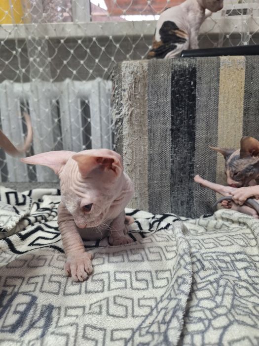 Продам котят сфинкса.