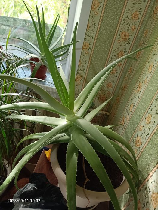 Алое вера лечебный