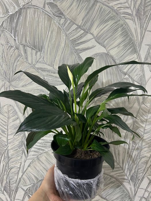 Комнатные цветы 8 марта