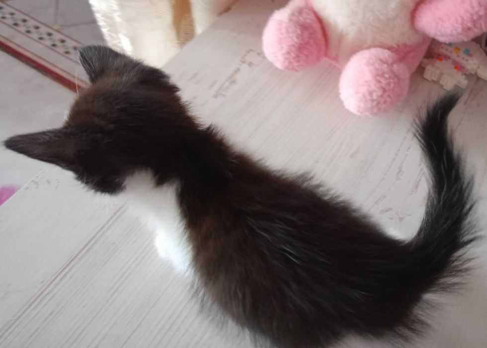 Домашние котята девочка и мальчик