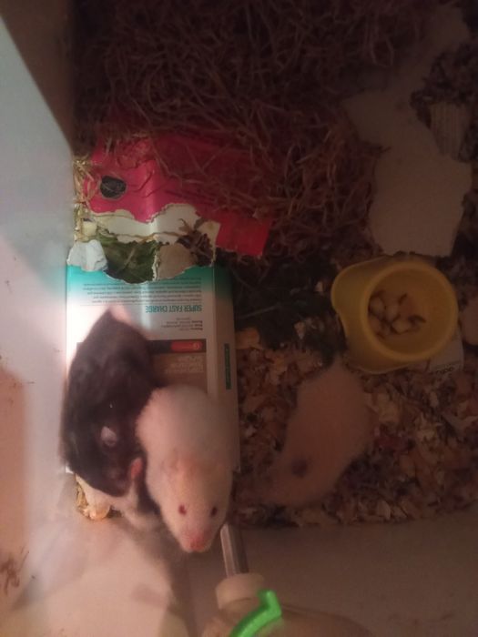 Сирийские хомяки