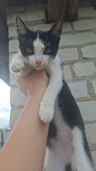 Кошки девочки бесплатно