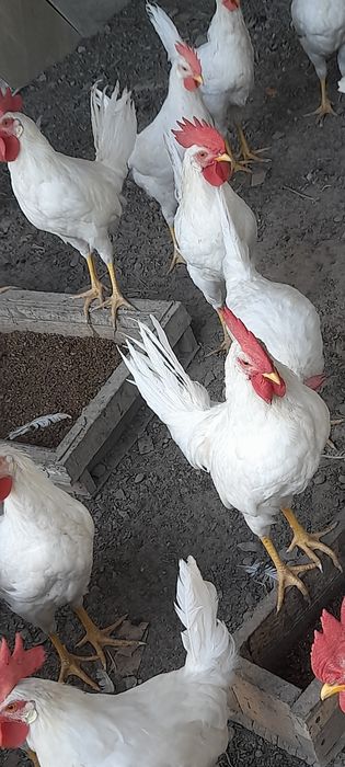 Продаю петушков,возраст 3 мес.