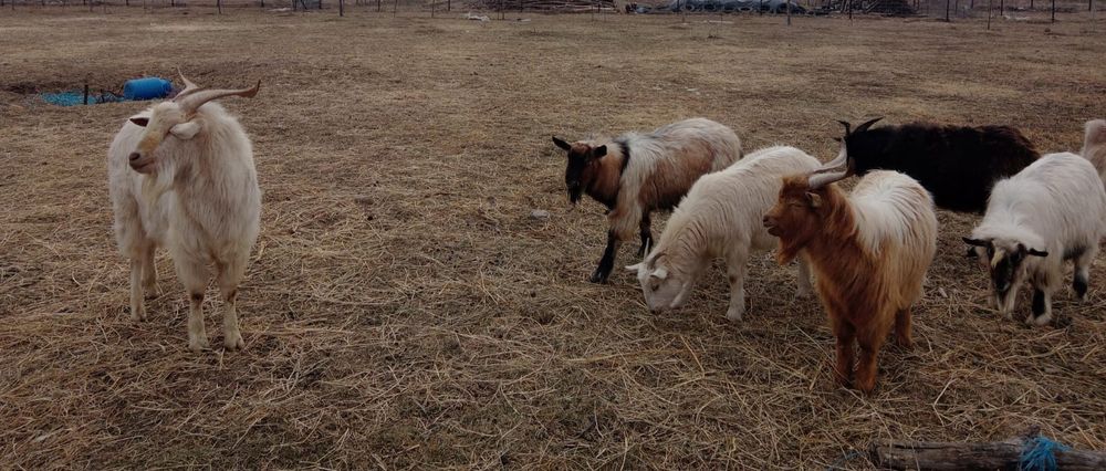 Vând iezi tineri care au 10 luni