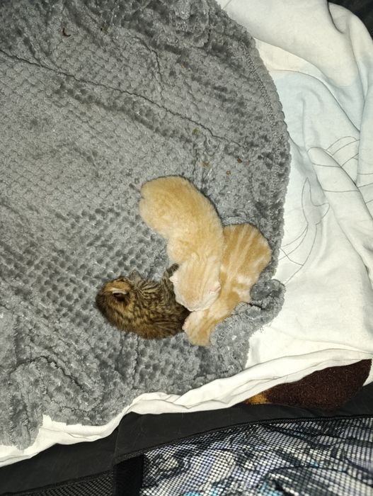 котята шотландские