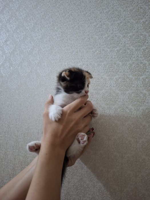 Продаются котята Шотландские Фолд