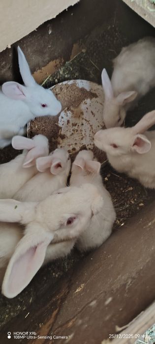 Куйон сотилади катта кичик хар хил