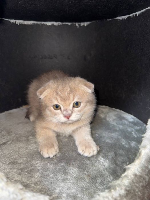 Mushukchalar sotiladi