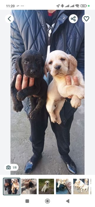 Лабрадор ИТ боласи сотилади