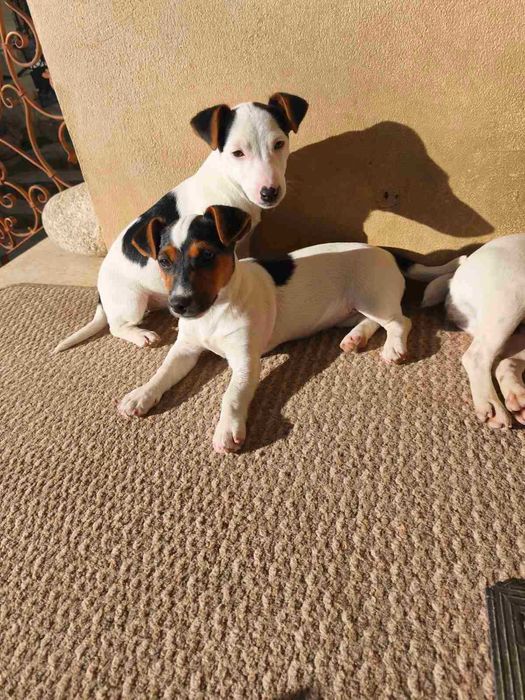 Джак ръсел териери