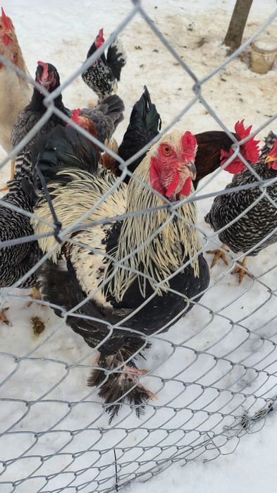 Cocoș Brahma de 8 luni