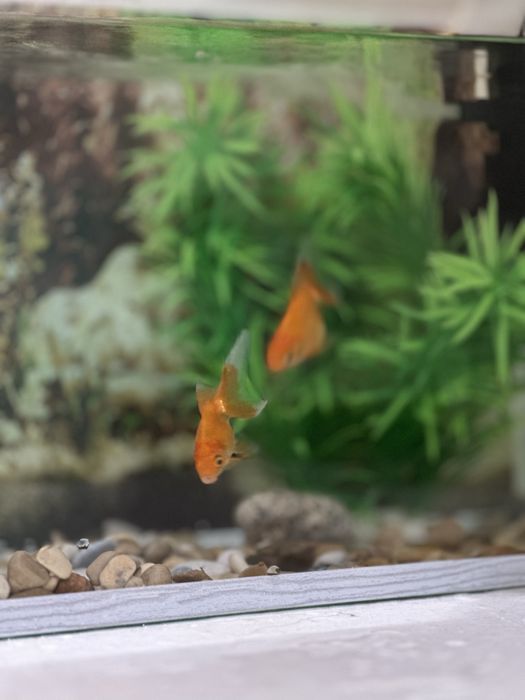 Аквариум с рыбками