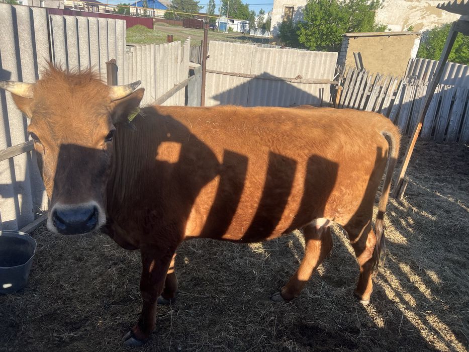 Ургашы мал 3 жас