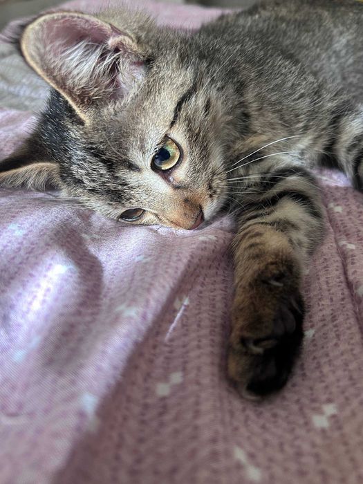 Пристраивается котёнок в добрые руки