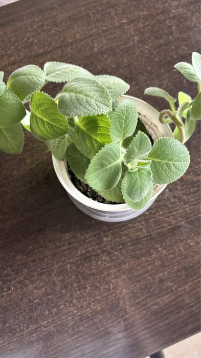 Продам комнатную мяту