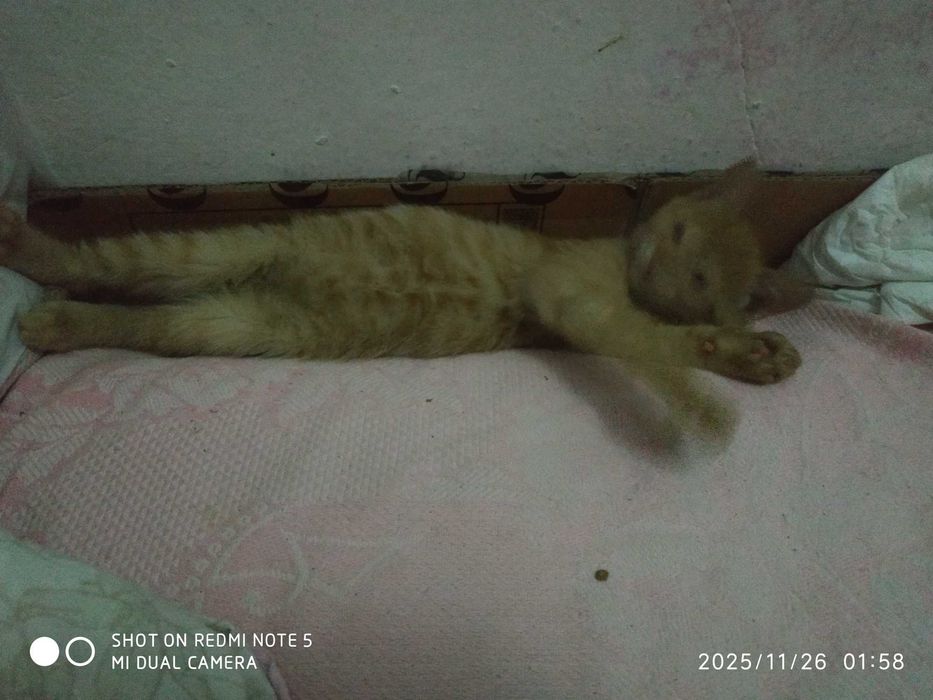 Отдам котят бесплатно