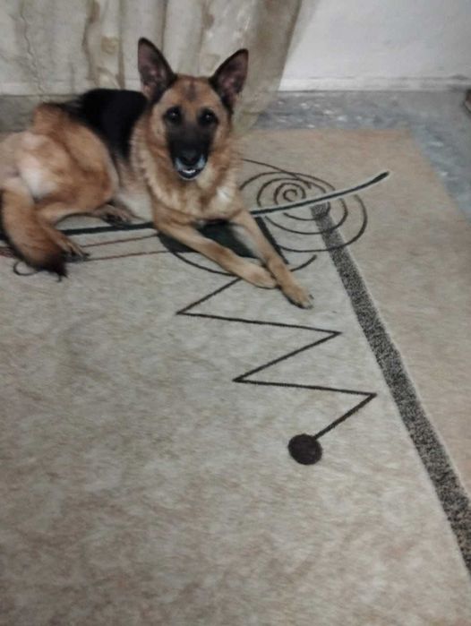 Поиск Собака Овчарка