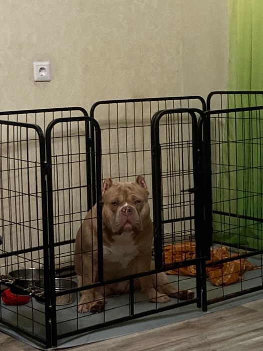 Вязка американский булли