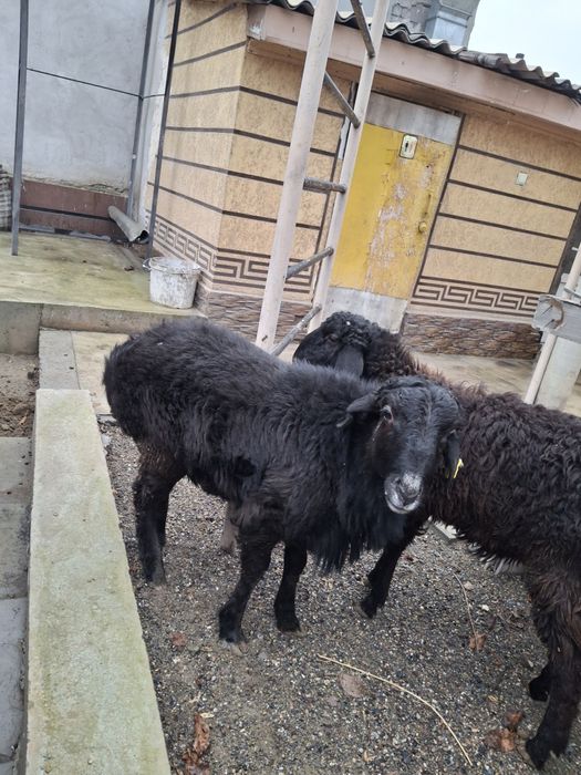 Еркек Тоқтылар бар 2шт