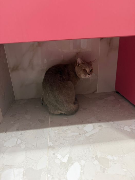 Продам британского кота