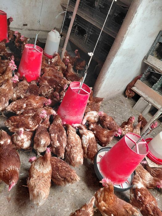 Vând găini ouătoare .