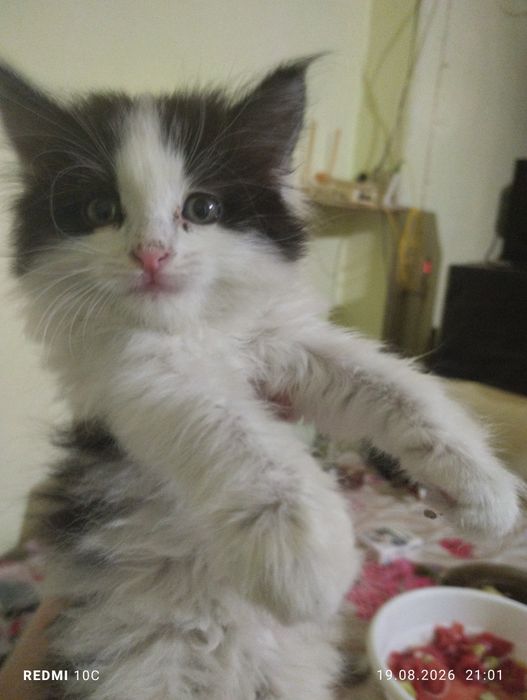 Продается котенок