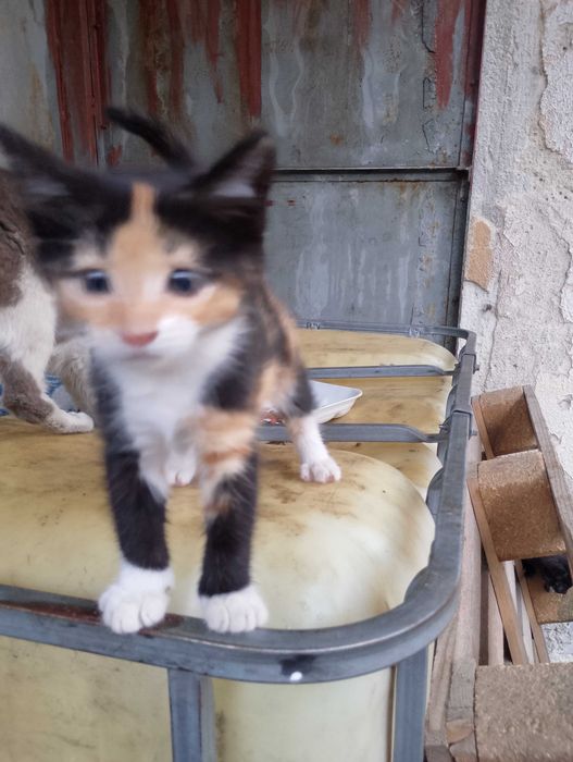 Подарявам котета