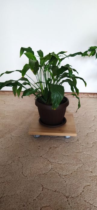 Vând ficus Benjamin și cactus Ephifilium