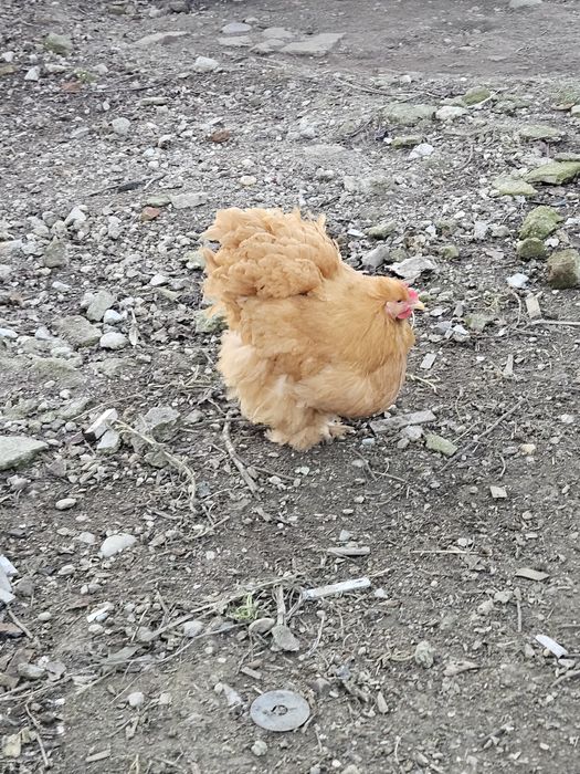 Oua incubat de la păsările din imagini