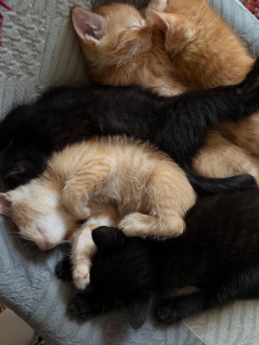 Отдам котят в хорошие руки бесплатно