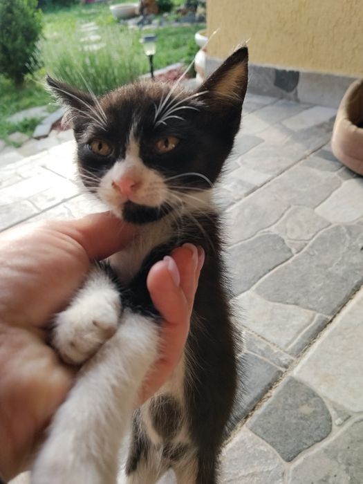 Pui de pisica adopție