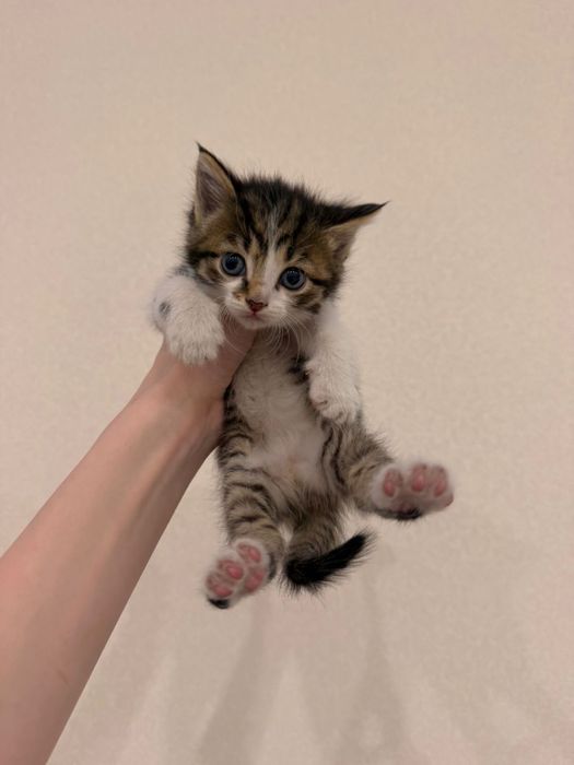 Отдам котенка бесплатно