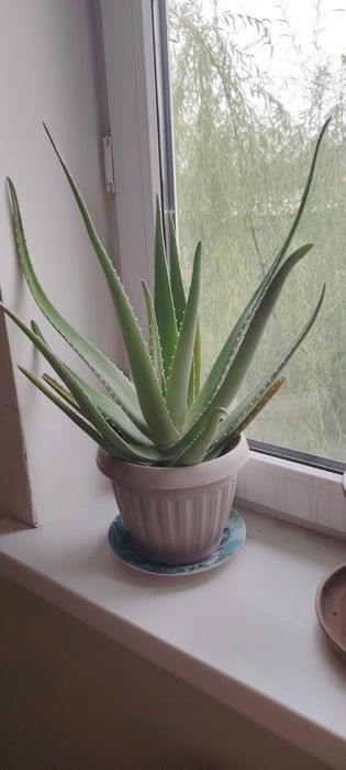 Гүлдер бар распродаж