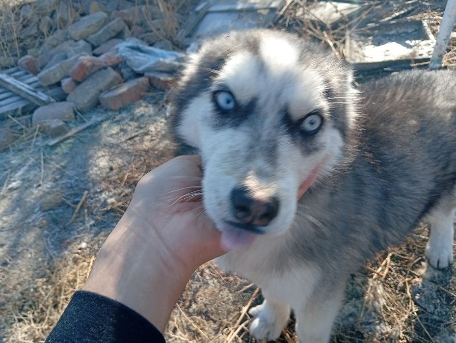 Щенок Хаски Мальчик